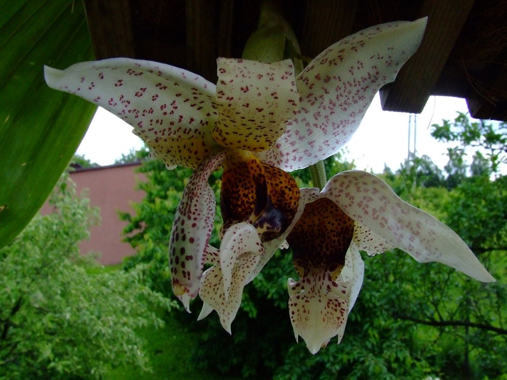 Stanhopea napoensis.jpg