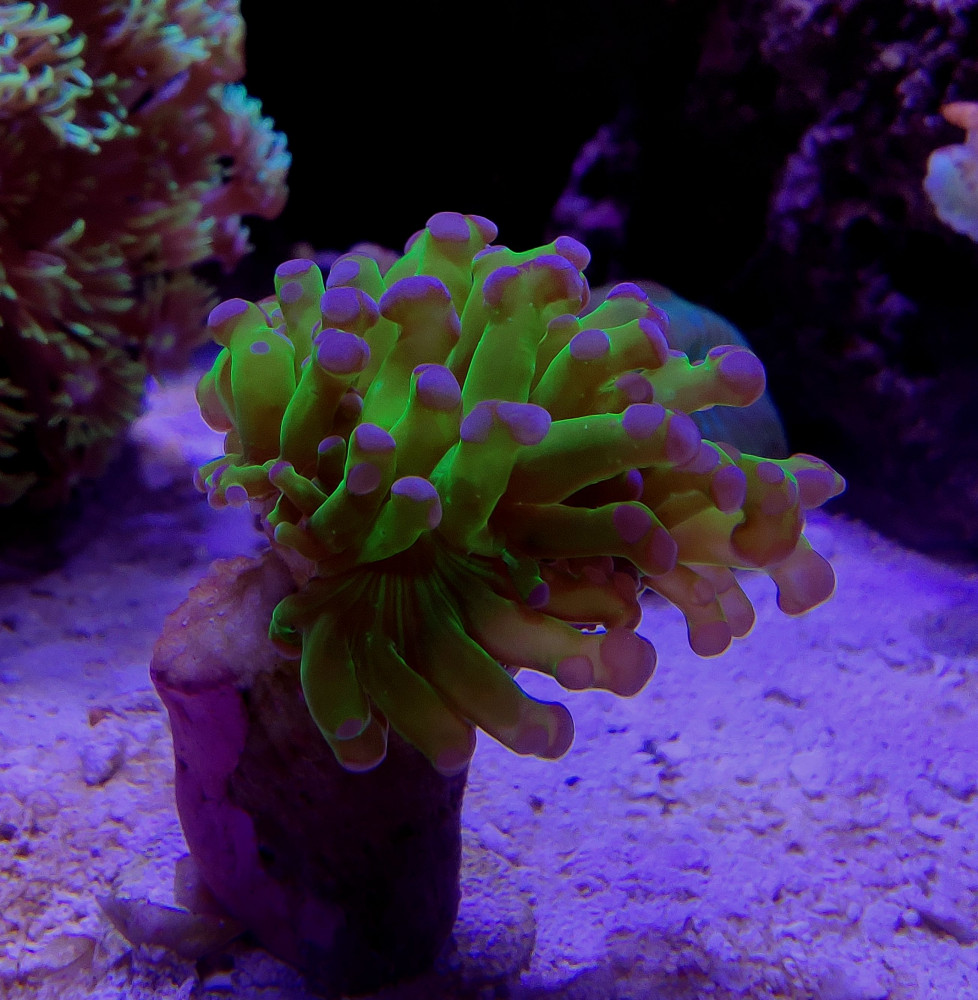 euphyllia_paradivisa.jpg