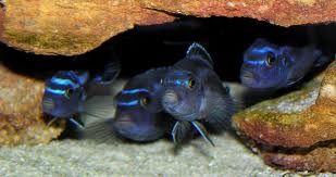 Popularne Maingano w ukryciu. Czyli zachowanie cechujące gatunki z  rodzaju Melanochromis.