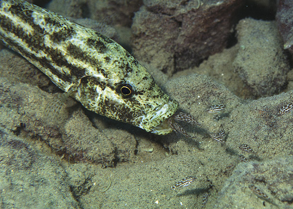 Nimbochromis polystigma.jpg