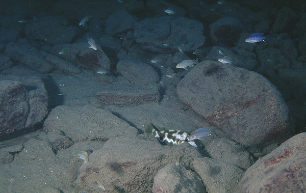 Nimbochromis livingstonii.jpg