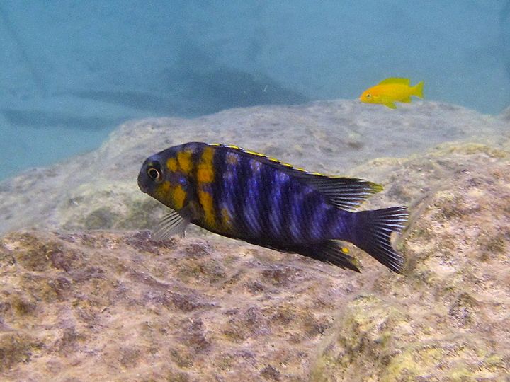 Tropheops gracilior Otter Pt.jpg