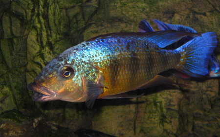 Samiec Fossochromis rostratus