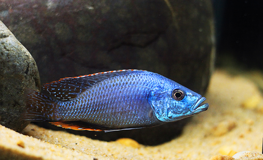 Dimidiochromis strigatus