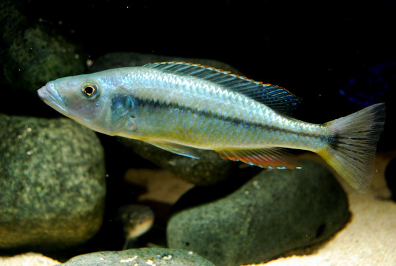 Dimidiochromis dimidiatus
