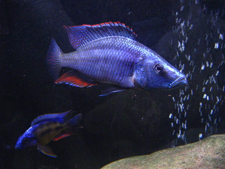 dimidiochromis compressiceps