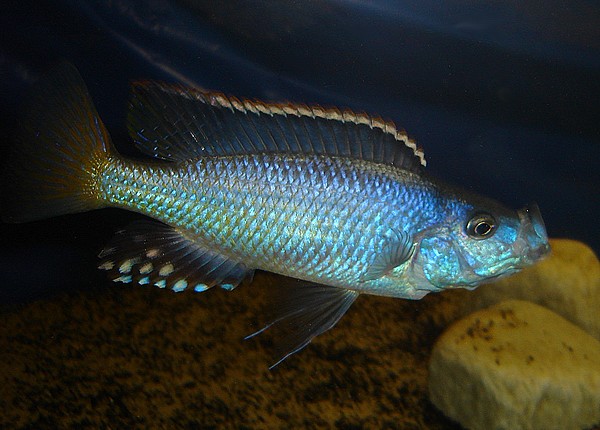 Caprichromis Orthognathus.jpg