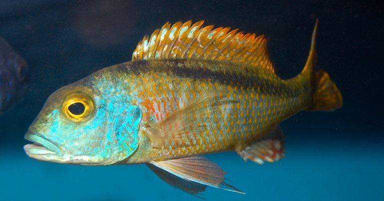 Buccochromis nototaenia