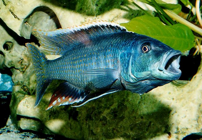 Champsochromis spilorhynchus