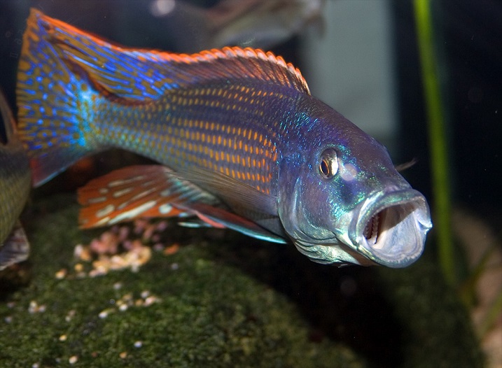 Champsochromis spilorhynchus