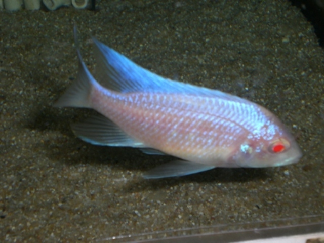 copadichromis-trewavasae-likoma-albino.jpg