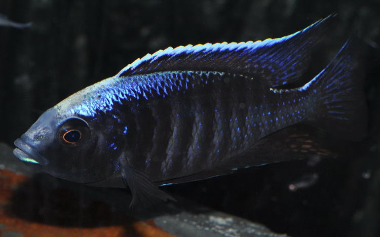 Copadichromis_trewavasae_Chizumulu 1.jpg