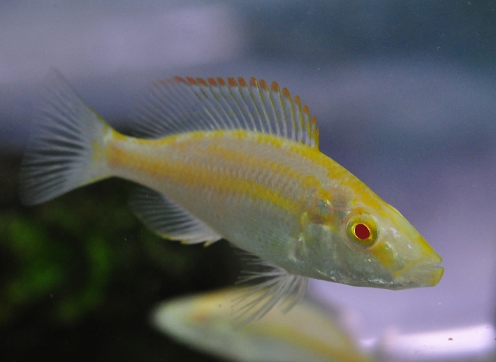 dimidiochromis-compressiceps-albino.jpg