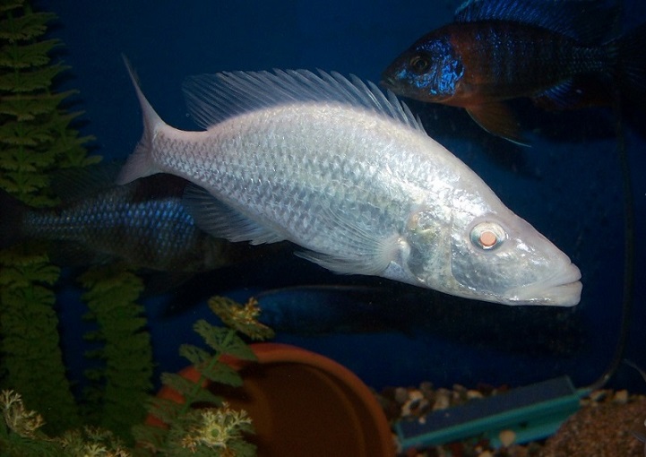 Dimidiochromis compressiceps Albino.jpg