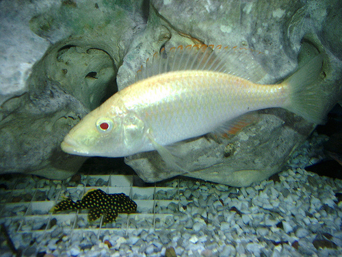Dimidiochromis compressiceps (Albino).jpg