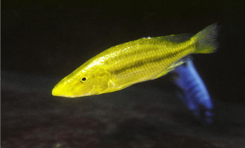 Dimidiochromis compressiceps Gold.jpg