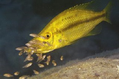 dimid compressiceps gold chizumulu.jpg