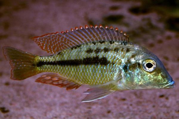 Lethrinops-lethrinus-Malopa-Female.jpg