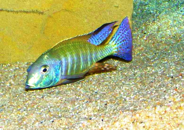lethrinops-albus-blue-fin.jpg