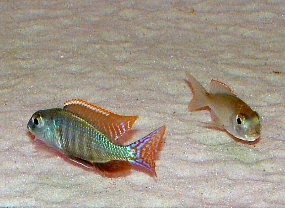 lethrinops-marginatus-matema-.jpg