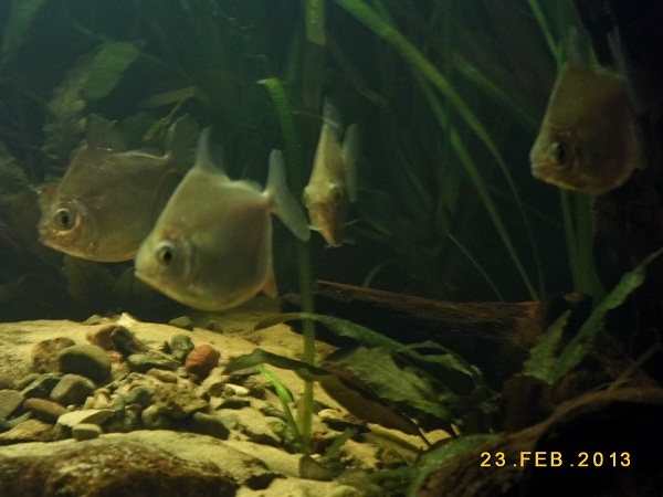 P1000120.JPG