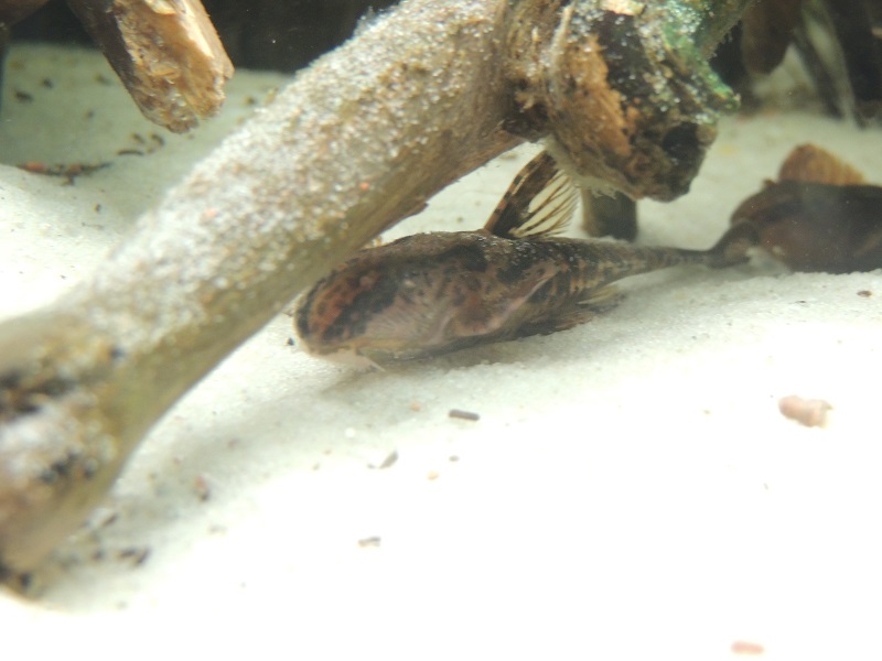 rineloricaria