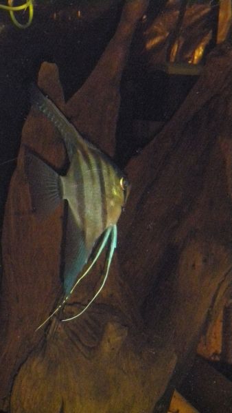 P9151159cz.jpg