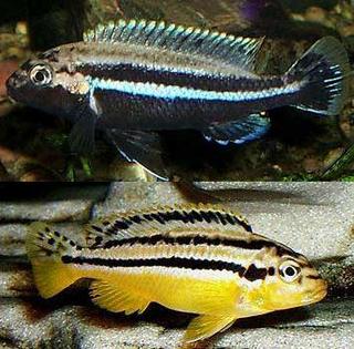 melanochromis_auratus.jpg