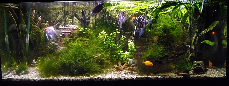 P1040538-crop.JPG
