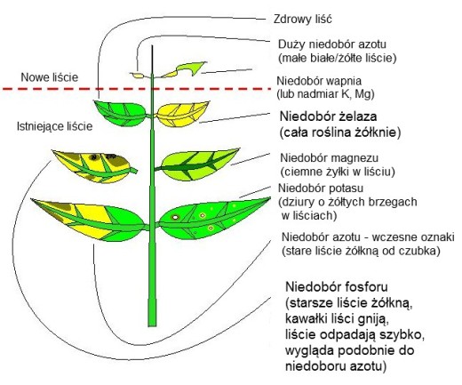 niedobory2.jpg