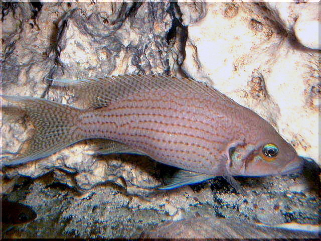 Neolaprologus olivaceus.JPG
