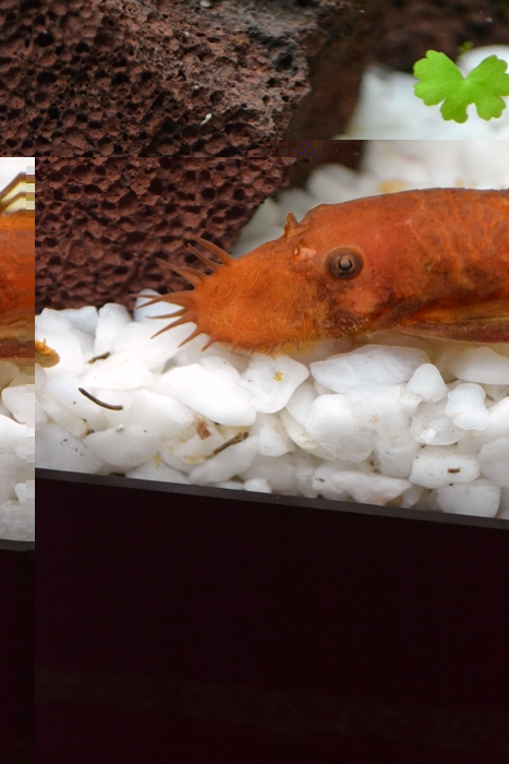 samiec zbrojnika sp red :)