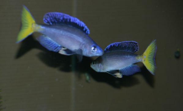 Cyprichromis leptosoma.jpg