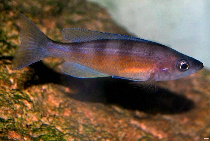 Cyprichromis zonatus Chituta.jpg