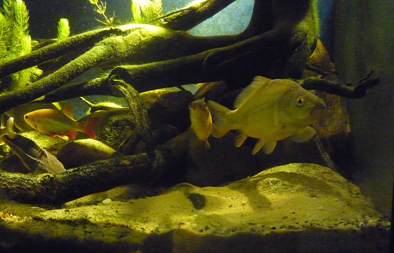 P1050005-crop.JPG