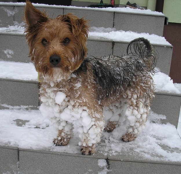Tak wygląda Rufi po 5min na śniegu