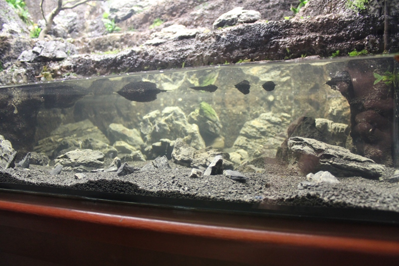 Vivarium 10 009.jpg