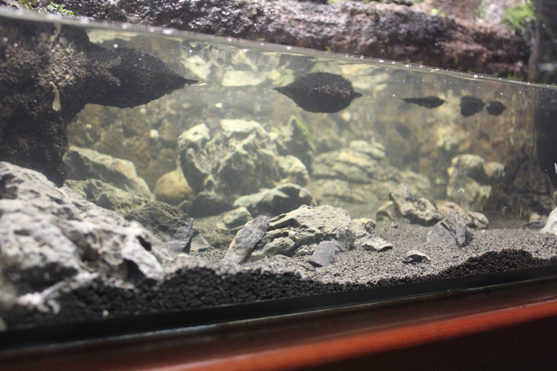 Vivarium 10 015.jpg