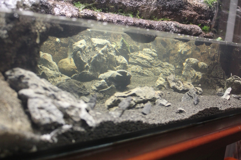 Vivarium 10 016.jpg