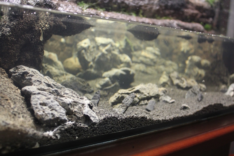 Vivarium 10 017.jpg