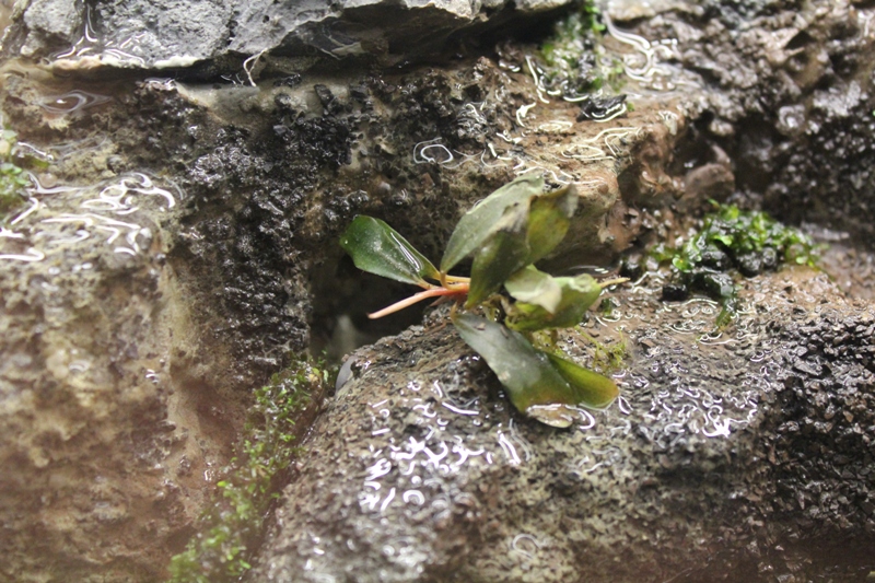 Vivarium 10 022.jpg