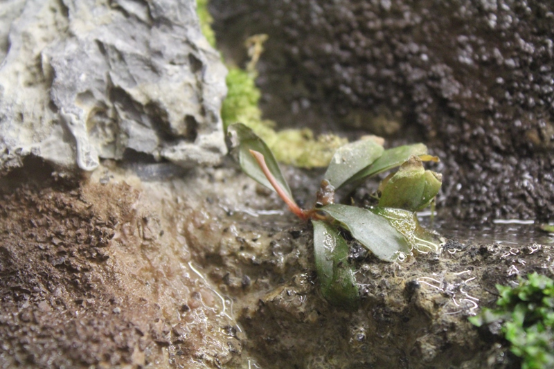 Vivarium 10 023.jpg