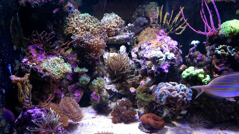 DSC_1003.JPG