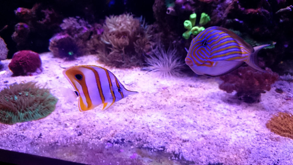 DSC_1091.JPG