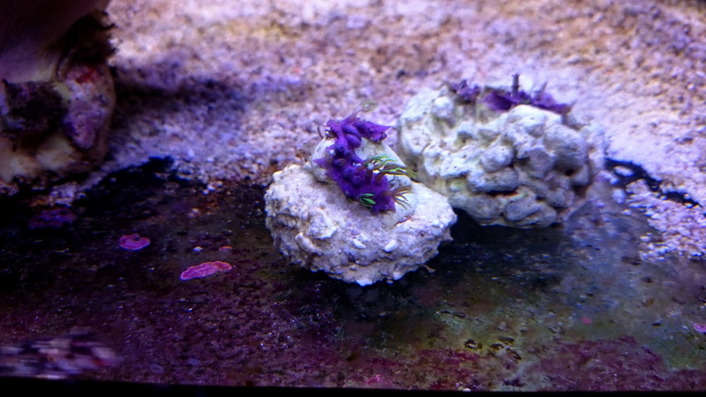 DSC_1017.JPG