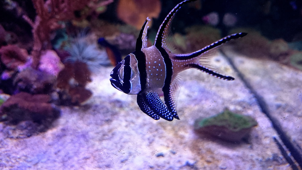 DSC_1072.JPG