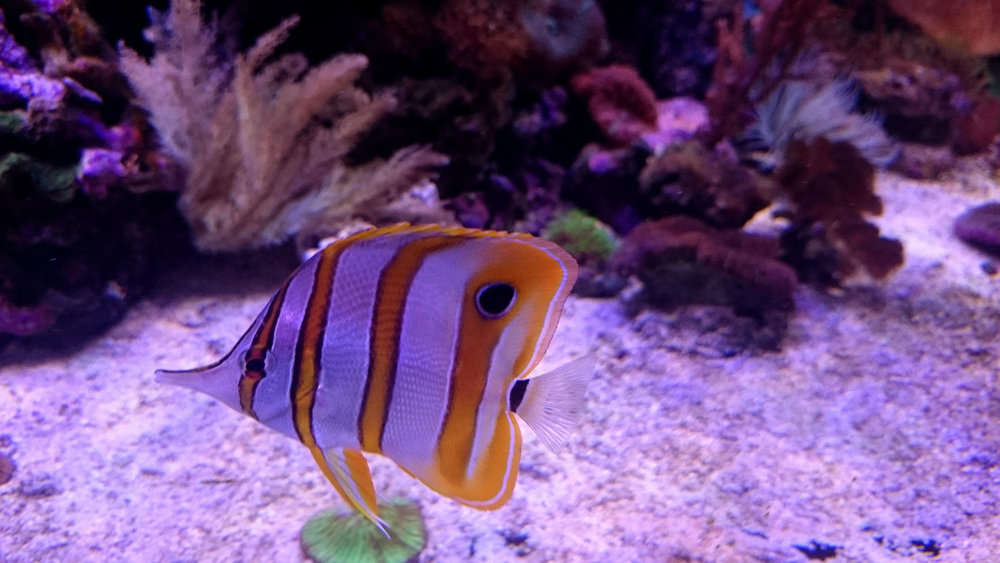 DSC_1074.JPG