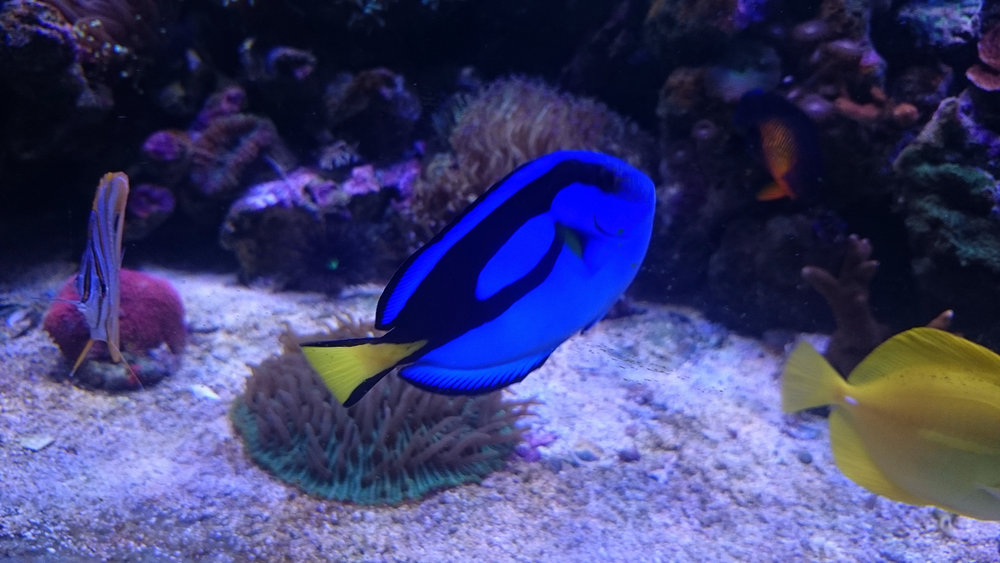 DSC_1078.JPG