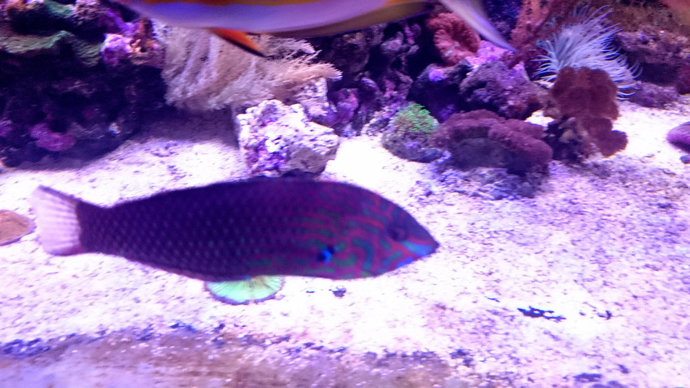 DSC_1100.JPG